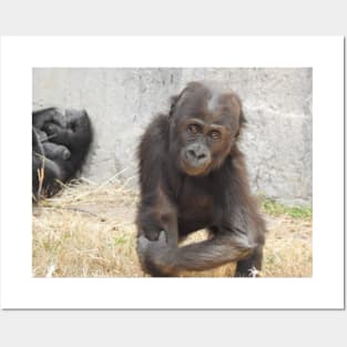 Western Lowland Gorilla Posters and Art